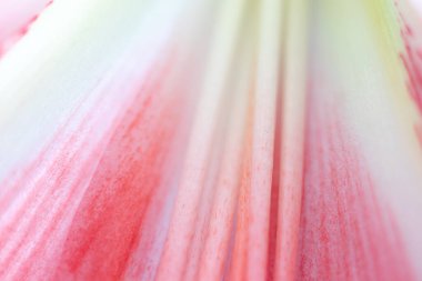 Pembe bir çiçek yaprağının makro arka planı. Çiçek arkaplanı. Yaprakta doğal çizgiler. Uzayı kopyala Pembe arka plan. Güzel çiçek..