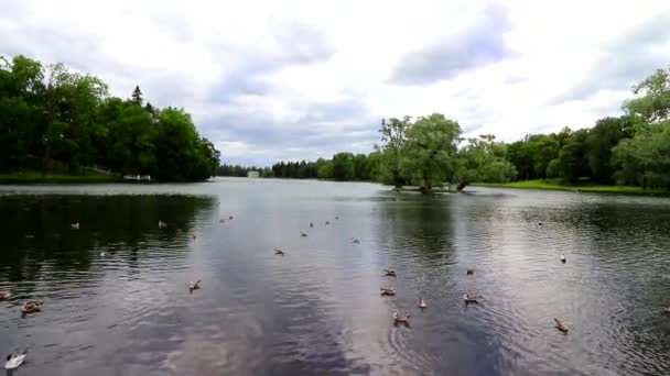 Paisaje de verano en el lago Park. Movimiento de agua en el lago. — Vídeo de stock