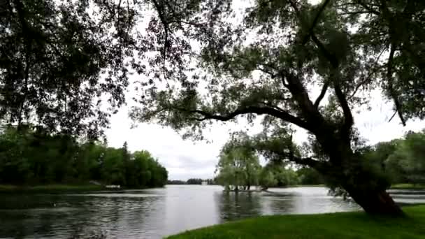 Θερινό τοπίο στο πάρκο της λίμνης. Κίνηση του νερού στη λίμνη. — Αρχείο Βίντεο