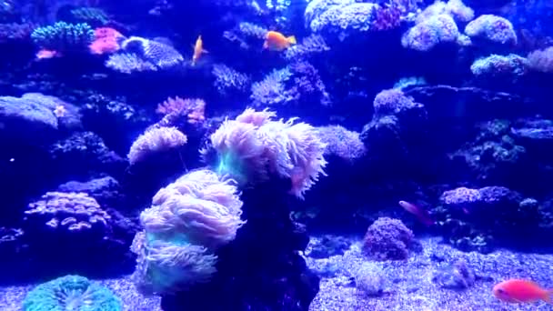 Кораллы движутся в аквариуме. Морская жизнь. Жители моря и океана. Морской аквариум. — стоковое видео