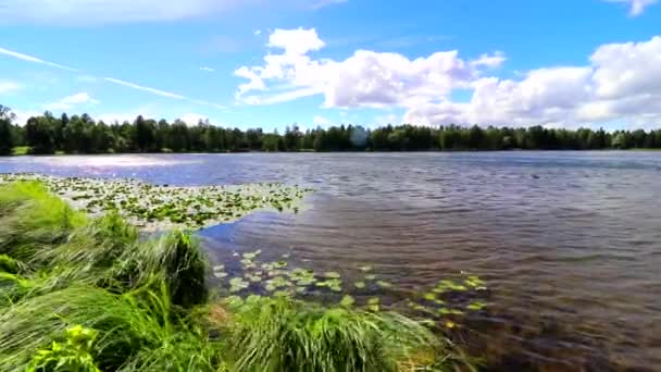 Sommarlandskap i sjön Park. Rörelse av vatten i sjön. — Stockvideo