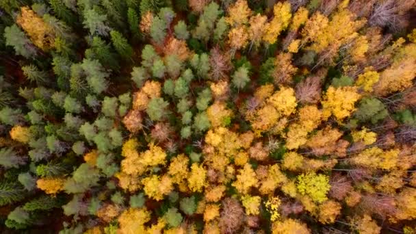 Floresta mista de outono vista de cima. Vídeo do drone. Tráfego sobre as árvores. Paisagem de outono. Plantas amarelas. — Vídeo de Stock