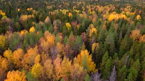 Foresta autunnale mista vista dall'alto. Video dal drone. Traffico sugli alberi. Paesaggio d'autunno. Alberi gialli. — Video Stock
