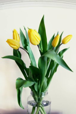 beyaz zemin üzerinde bir kavanoza Sarı laleler