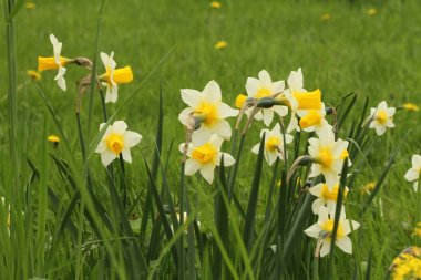 yeşil çim üzerinde nergis