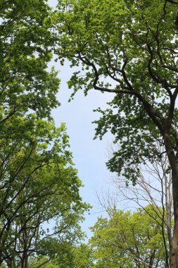 güneşli bir günde parkta yaprak döken ağaçların taçlar, dikey