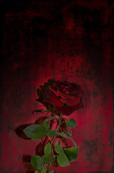 A single red rose against a black, red gloomy background. Postcard, background for mourning, funeral.