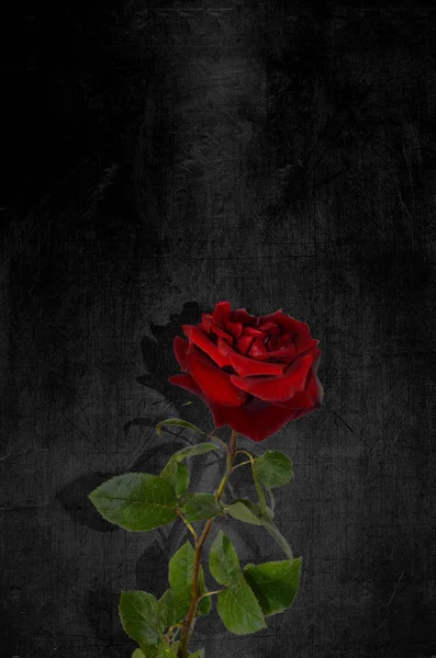 A single red rose against a black gloomy background. Postcard, background for mourning, funeral — Stock Photo, Image
