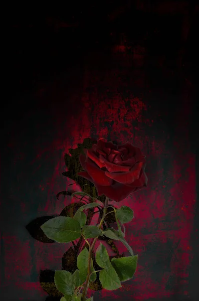 Uma única rosa vermelha contra um fundo preto, vermelho sombrio. Cartão postal, fundo para o luto, funeral — Fotografia de Stock