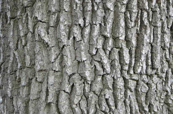 Detalhe da casca da árvore de carvalho. Fundo afiado — Fotografia de Stock