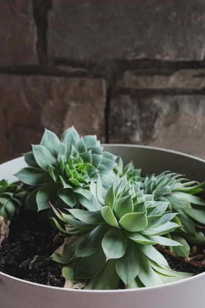 Succulent plant, fat plant, water-retaining plant in a white vase