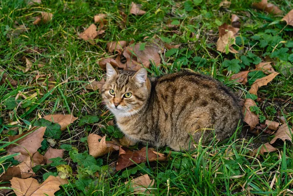 Kedi, kurumuş yaprakların arasında yeşil çimlerin üzerinde oturur. Son sıcak günler. Sonbahar.