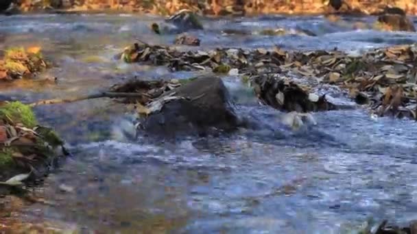 Bieżącą wodą z kamieni i liści z bliska — Wideo stockowe