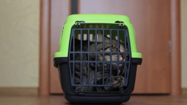 Cat inuti en katt carrier box — Stockvideo