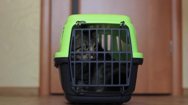 Katze klettert aus der Box für Katzen — Stockvideo