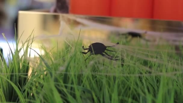 Umělý pavouk na webu v umělé trávy — Stock video
