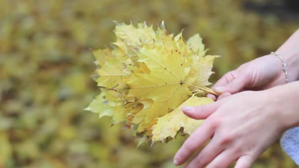 Vrouwelijke handen met herfst bladeren van de esdoorn close-up — Stockvideo