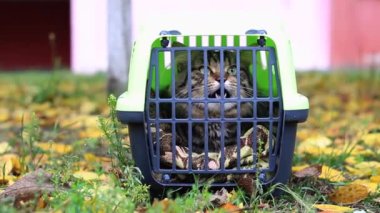 taşıyıcı bir kedi ile