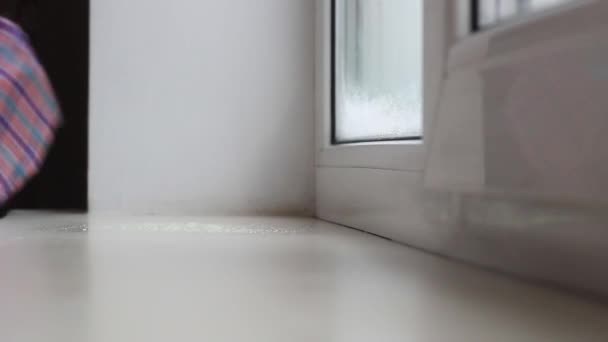 Womans mano limpiando ventana alféizar de polvo . — Vídeos de Stock
