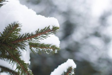 Köknar ağacının dalını karla, closeup kaplı. frosts keskin. muhteşem ışık ve renkli resim