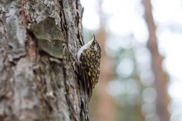 Pasăre mică cuibărit pe un copac aproape Imagine de stoc