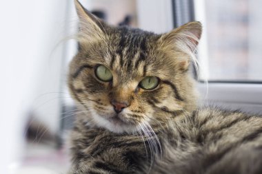 Dairenin penceresinde dinlenen kedi yakın çekim