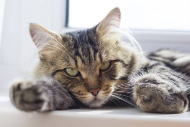 Dairenin penceresinde dinlenen kedi yakın çekim