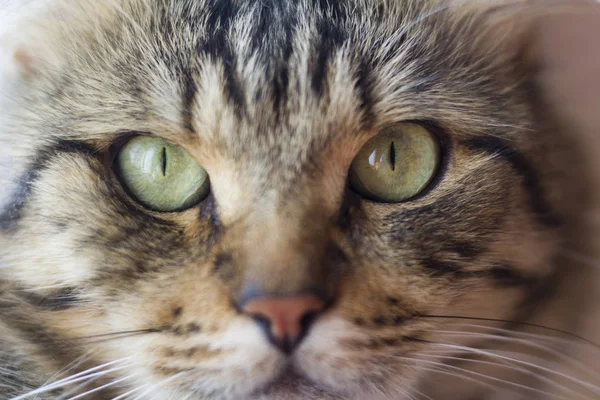 Dairenin penceresinde dinlenen kedi yakın çekim