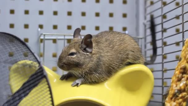 Squirrel degu fermer. hamster animal, écureuil degu — Video