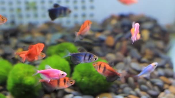 Dekorative Aquarienfische in Großaufnahme. Goldbarben — Stockvideo