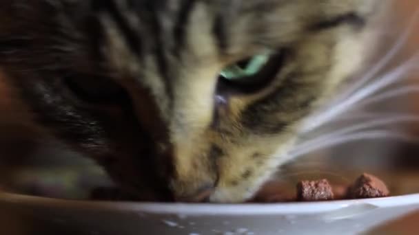 El gato está comiendo comida en el plato. Kithikat, Whiskas — Vídeo de stock