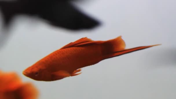 Ryby s mečousem v akváriu — Stock video