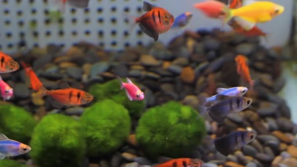 Peces decorativos multicolores nadan en un acuario de algas — Vídeos de Stock