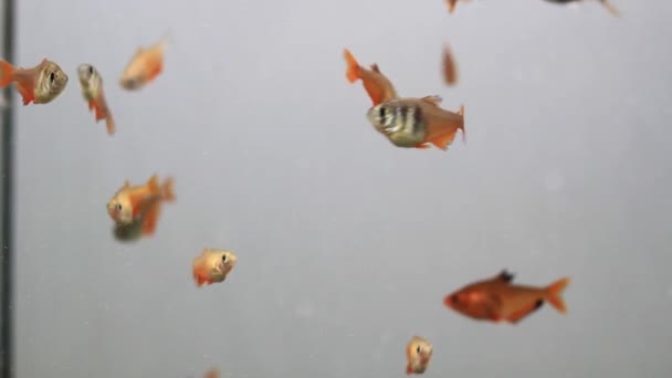Peces decorativos multicolores nadan en un acuario de algas — Vídeos de Stock