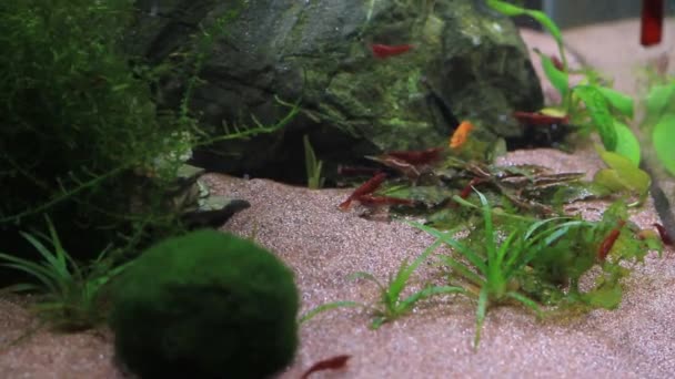 Sier garnalen in algen aquarium close-up — Stockvideo