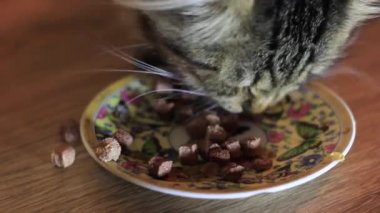 Kedi tabakta yemek yiyor. Kithikat, Bıyık