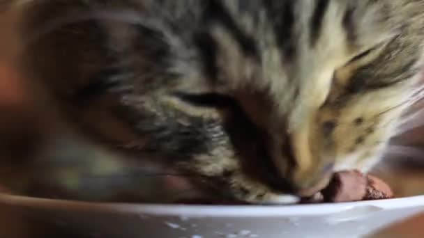 O gato está comendo comida no prato. Kithikat, Whiskas — Vídeo de Stock