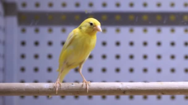 Fågel papegoja i en bur sitter på en pinne — Stockvideo