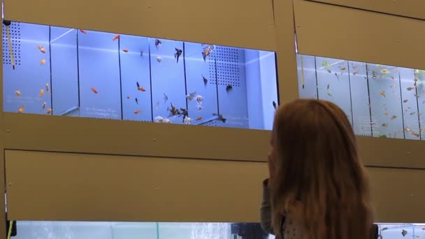 Kleines Mädchen untersucht Fische im Aquarium — Stockvideo