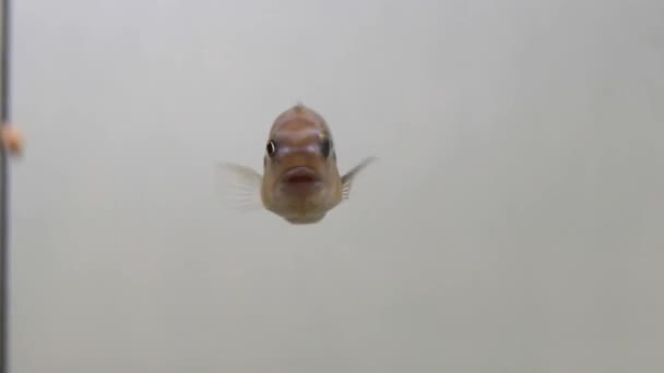 Peces solitarios en un acuario de cerca — Vídeo de stock