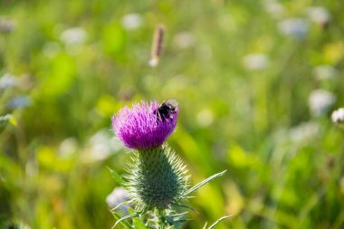 Yaz bahar doku arka plan. Yaban-arısı bir çiçek üzerinde