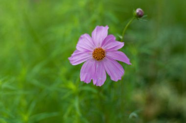 Kosmeya çiçek. Bahar, yaz arka plan, pembe çiçek yeşil çim bir arka plan üzerinde.