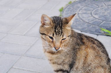 Evsiz bir kedi sokakta dolaşmak için barınakta.