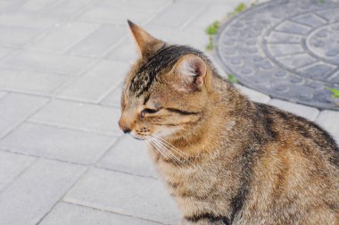 Evsiz bir kedi sokakta dolaşmak için barınakta.