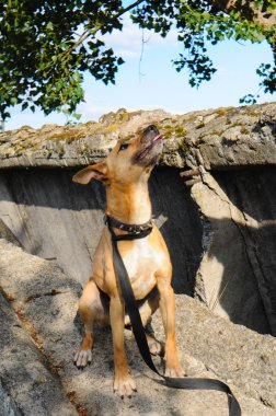 Sokak atlar ve oynar yürüyüş bir barınakta doğurmak olmadan Sokak köpeği