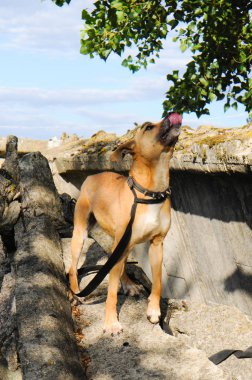 Sokak atlar ve oynar yürüyüş bir barınakta doğurmak olmadan Sokak köpeği
