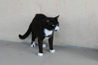 Hayvan barınağı topraklarında sokakta korkmuş büyük hasta evsiz kedi