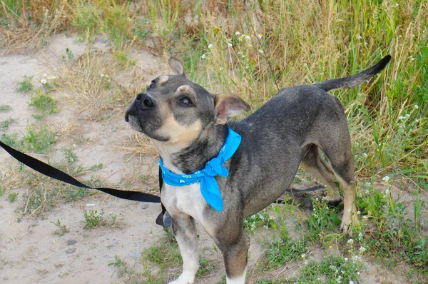 Cane senzatetto farcito terrier in un rifugio per una passeggiata per strada — Foto Stock