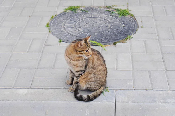 无家可归的没有品种的猫在街上散步 — 图库照片