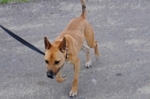 Stray cão sem raça em um abrigo no passeio na rua salta e joga — Fotografia de Stock